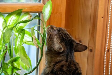 Подсыхают кончики листьев и еще 4 проблемы: как помочь комнатным цветам пережить февраль