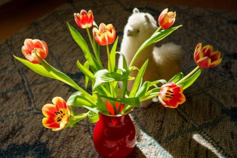 1 таблетка в вазу – и тюльпаны стоят 2 недели как свежие: не букет, а благоухающий оазис