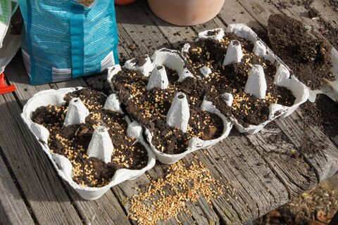 7 капель на каждое семечко – и рассада попрет как на дрожжах: будет крепче молодых дубков, мощной и стойкой 