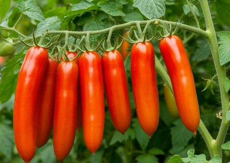 Не сорт, а скатерть-самобранка: собираю до 1000 плодов с куста даже в дождливую погоду: выбор агронома Давыдовой