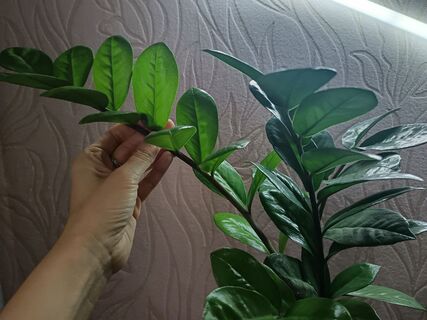 2 шт. в воду – и замиокулькас проломил горшок: клубень вырос размером с арбуз, мощные побеги лезут без остановки 