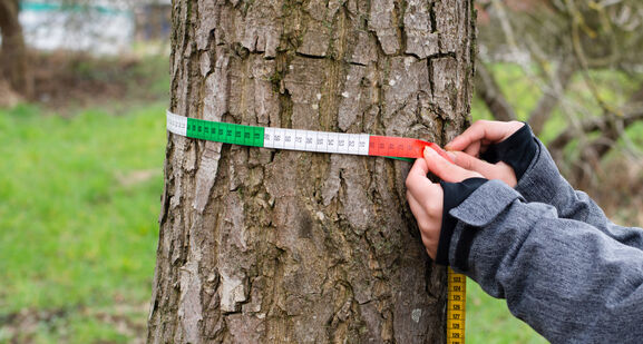 Не видно ни тли: вот чем обмотать грушу с яблоней – и навсегда позабыть про вредителей