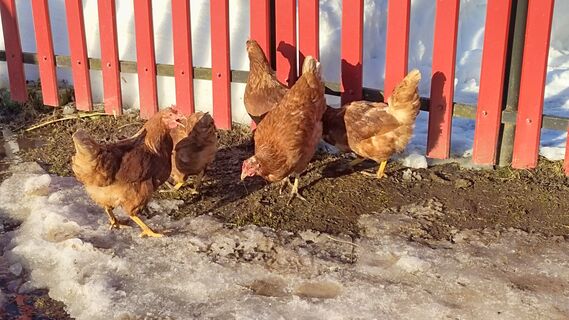 Курам в марте-апреле - обязательно: 4 раза в неделю до еды - и яиц тьма-тьмущая, быстрое восстановление после зимы 