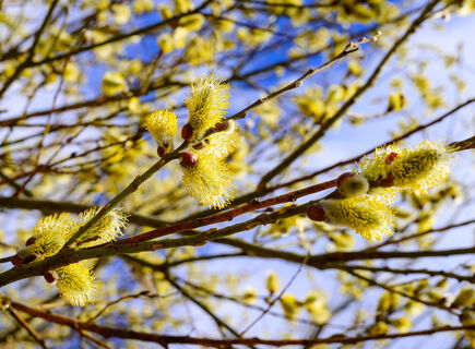 27 марта – какой сегодня праздник отмечают в России и в мире: важные исторические события и памятные даты 
