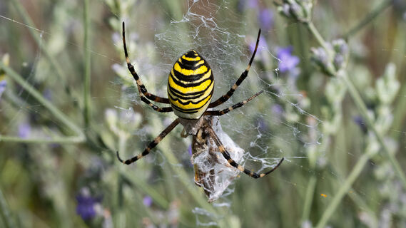 Argiope bruennichi