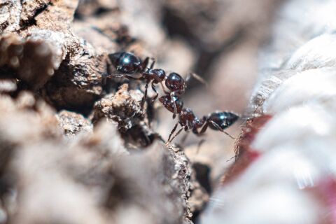 Ловчий пояс — пустышка из прошлого века: муравьев травлю за 5 минут двумя компонентами — эффект мгновенный