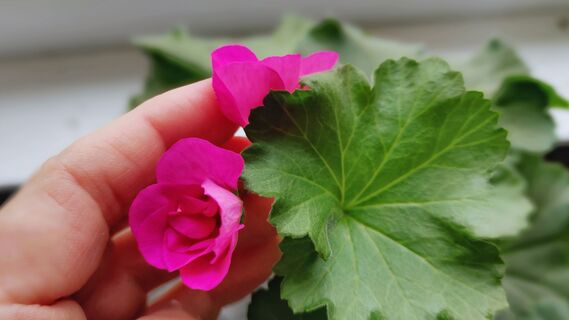 1 таблетка в стакан воды - и герань краше мисс мира: бутоны полезут наперегонки 