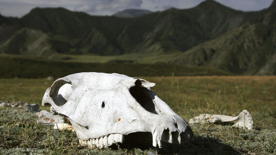 Горный Алтай