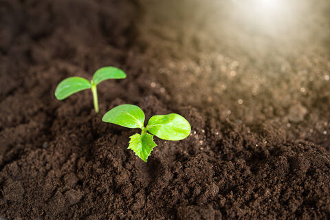 2 ведра на кв. м – и почва превратится в чернозем: забудьте про навоз – этот рецепт сделает землю пуховой