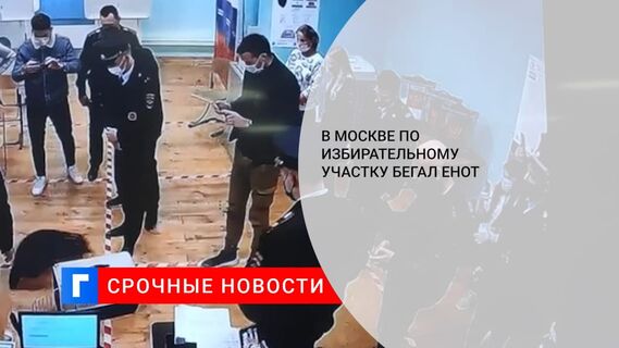 На избирательном участке в Москве семь минут ловили енота