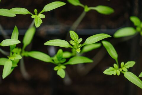 Почему вытягивается рассада томатов: устраняем ошибку - любуемся крепкими коренастыми кустиками