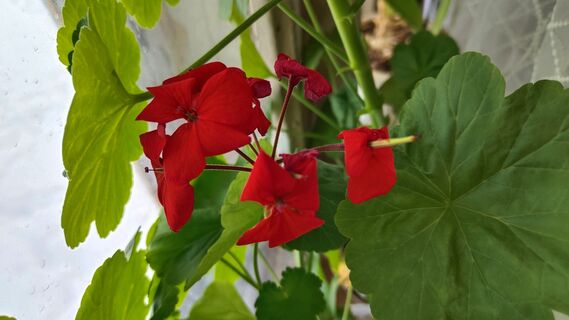 В марте для герани - обязательно: 1 стакан под корень - и к апрелю пеларгония затмит красотой все цветы 