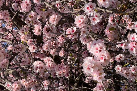 Где и когда в Петербурге цветет сакура: 9 эффектных мест для весенних фото