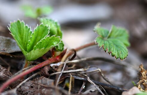 Клубнике после схода снега – нужно позарез: промедлите неделю – скажите ягодам «адьос»