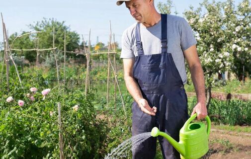 3 грубые ошибки во время полива: И растения дают "мизер" плодов - вы их совершали?