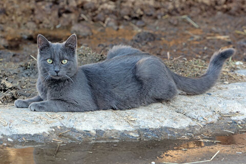 Ветеринары назвали продукты, которыми категорически нельзя кормить кошек: в черном списке даже популярные