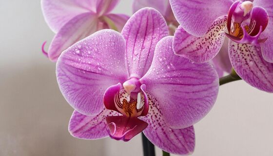 В апреле-мае для орхидеи - важнее воды: 1 стакан под корень - и фаленопсис весь в цветах, цветет круглый год 