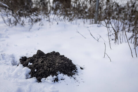 1 жменька в грунт прямо по снегу – и земля весной как после тонны навоза: рыхлая и плодородная