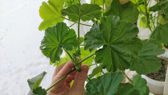 Для герани в марте - самое то: 1 таблетка при поливе - и пеларгония утонет в шикарных цветах к апрелю 