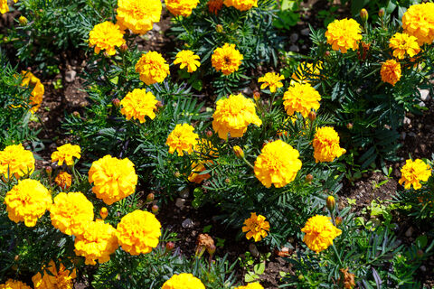 Когда сеять бархатцы на рассаду в марте 2026 года: станут цвести пышнее и дольше - Лунный календарь