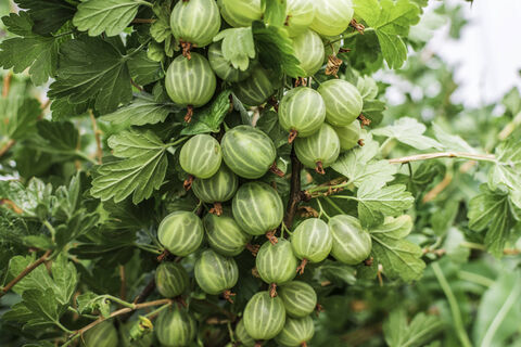 Крыжовнику перед цветением - важнее всего: 1 литр на ведро - и ветки провиснут под тяжестью ягод, придется подвязывать