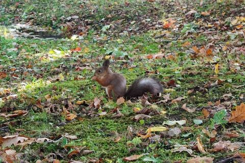 Топ "беличьих" мест в Санкт-Петербурге: где покормить рыжехвостых попрошаек весной с руки