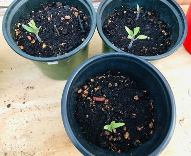 Зацвела черемуха — сажаем картошку: эти и другие приметы для дачников — природа не обманет