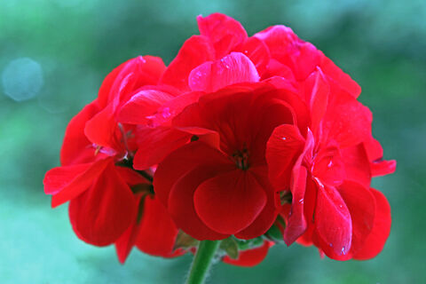 Герани в апреле – обязательно: 10 капель в воду – и пышные шапки лезут без остановки круглый год, мощное цветение 10 из 10  