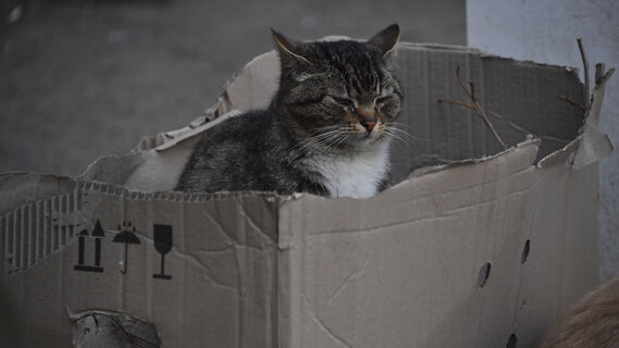 кот Шредингера