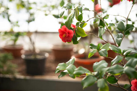 Если роза почернела, не выкапывайте: 3 капли на 1 литр - даже перемерзший куст отзовется россыпью бутонов