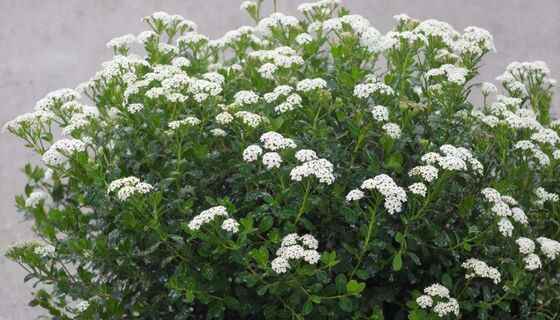 Этот многолетник стал настоящим украшением моего сада: цветёт до осени и не требует ухода