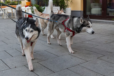 Короткий поводок — длинный штраф: петербуржцы уже отдали свыше 50 тысяч за нарушение новых правил выгула собак