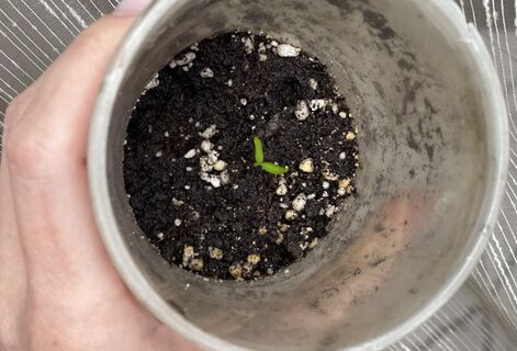 После появления всходов - обязательно: 1 капля под корешок - и корни перцев оплетут стакан за неделю