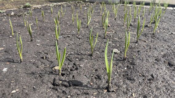 Если желтеет чеснок - срочно: 5 капель в распылитель - и перья станут зеленее крокодила, экстренная реанимация после зимы