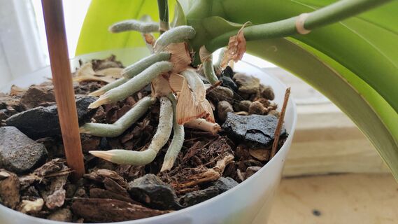 Какую жидкость корни орхидеи усваивают лучше воды: 1 стакан еженедельно - и экзот затмит красотой все цветы на окне