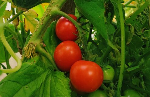 Не томат, а рекордсмен урожая: 17 кг с 1 кв.метра земли даже в сырое лето - лучший выбор на сезон-2026