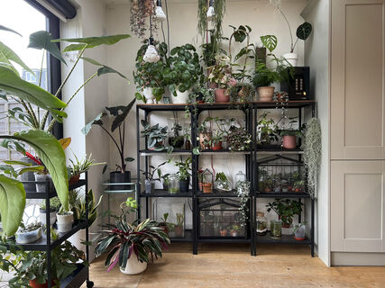 Уход как за ребенком: 3 капризных растения, которые не советуют заводить дома, и чем их заменить