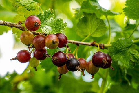 Смородине и крыжовнику в апреле - важнее подкормок: Мешаю 2 порошка и бросаю под кусты - и вот зачем