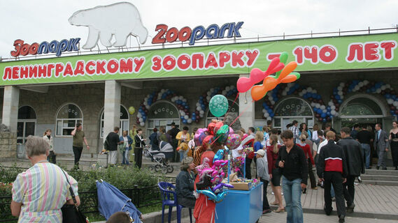 Ленинградский зоопарк, белые медведи