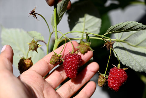 Бочки полные весь сезон: в мае - трава, в июле - ягоды: любимая подкормка малины - кто готовит, всегда с урожаем