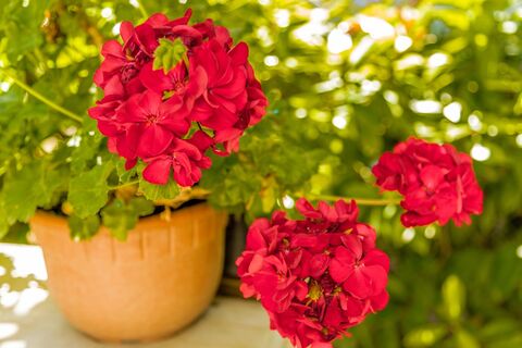 5 шагов в марте — и герань не остановить: шапки пышнее облака — цветут до октября без перерыва