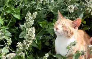 кошачья мята