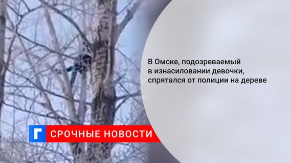 В Омске, подозреваемый в изнасиловании девочки, спрятался от полиции на дереве