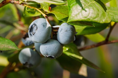 1 колпачок в ведро – и грозди голубики пышнее винограда: ягоды растут без передышки