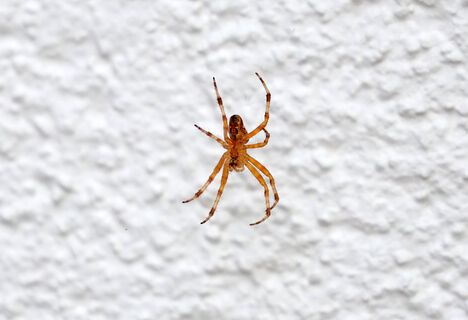 Городовой ру