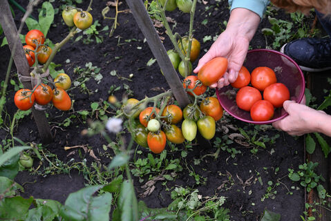 2 ложки в лунку – и томаты забудут про вершинную гниль: особый метод посадки без подкормок и ежедневного полива