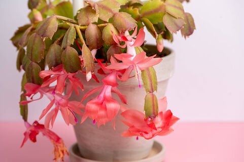 Декабристу в марте – самое то: 1 ложка в воду – и шлюмбергера заходит на 2-й круг мощного цветения – бутоны лезут наперегонки