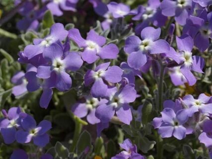 Посадите его хоть раз – забудете про другие однолетники: 4 причины вновь обретенной популярности устаревшего цветка