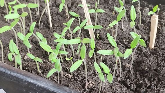 После 18 марта рассаде томатов - важнее фитолампы: 2 ложки под корень - и всходы попрут как ракеты в космос, крепкие, коренастые 