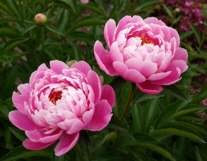 Мои пионы пышнее нарядов Мадонны: 3 шага весной — и бутоны сверкают на все СНТ, соседи фоткаться приходят